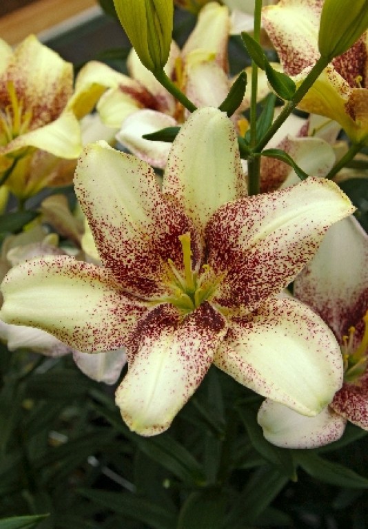 Лилия Изи Спот 